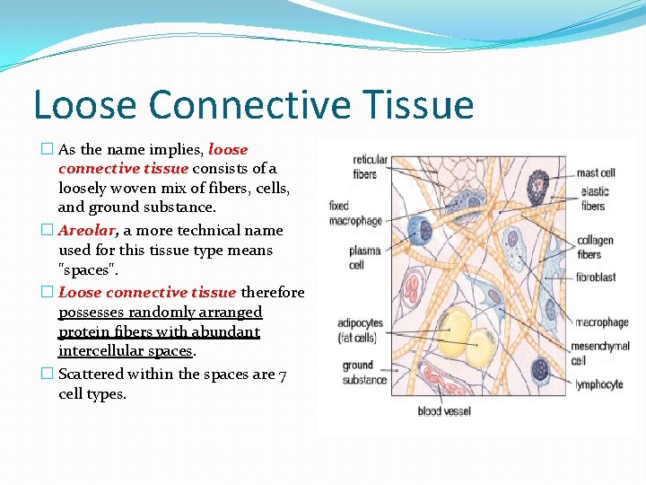 Loose Connective Tissue � As the name implies, loose connective tissue consists of a Loose Connective Tissue � As the name implies, loose connective tissue consists of a
