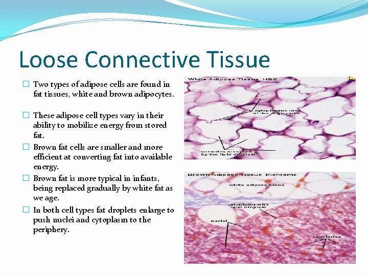 Loose Connective Tissue � Two types of adipose cells are found in fat tissues, Loose Connective Tissue � Two types of adipose cells are found in fat tissues,