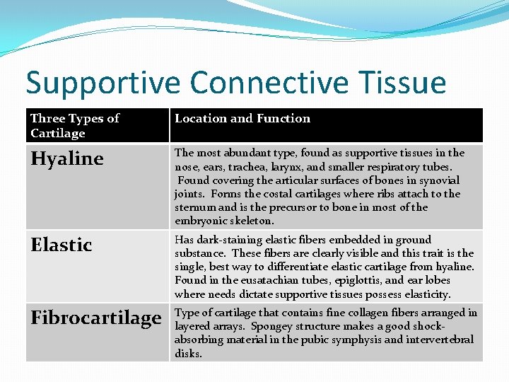 Supportive Connective Tissue Three Types of Cartilage Location and Function Hyaline The most abundant Supportive Connective Tissue Three Types of Cartilage Location and Function Hyaline The most abundant