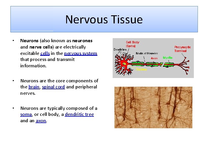 Nervous Tissue • Neurons (also known as neurones and nerve cells) are electrically excitable Nervous Tissue • Neurons (also known as neurones and nerve cells) are electrically excitable