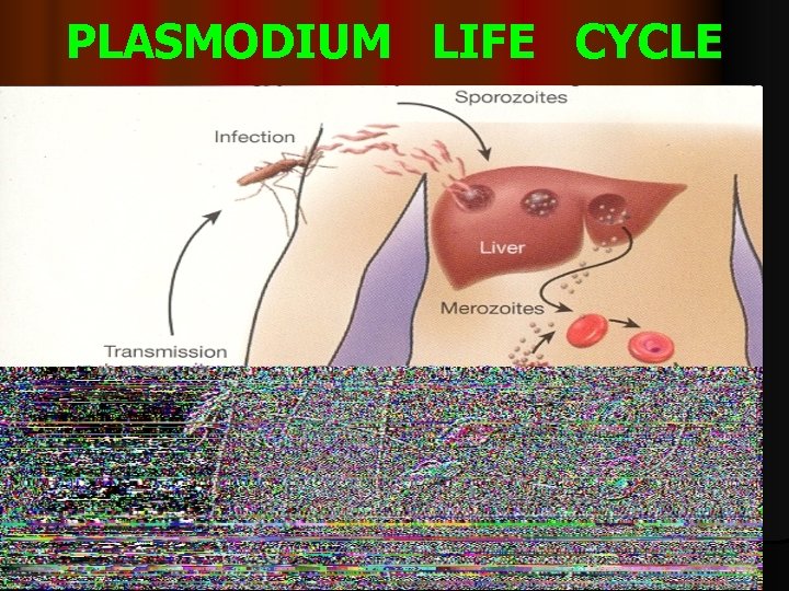 PLASMODIUM LIFE CYCLE 