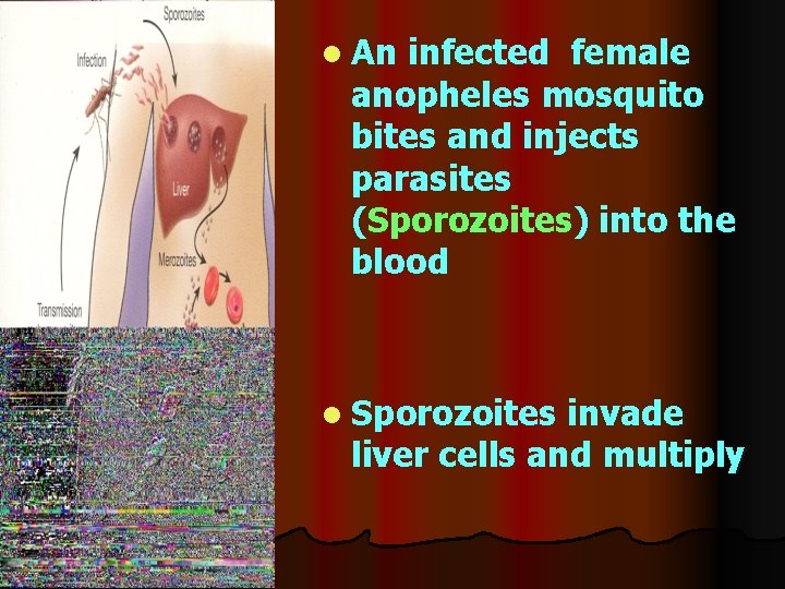 l An infected female anopheles mosquito bites and injects parasites (Sporozoites) into the blood