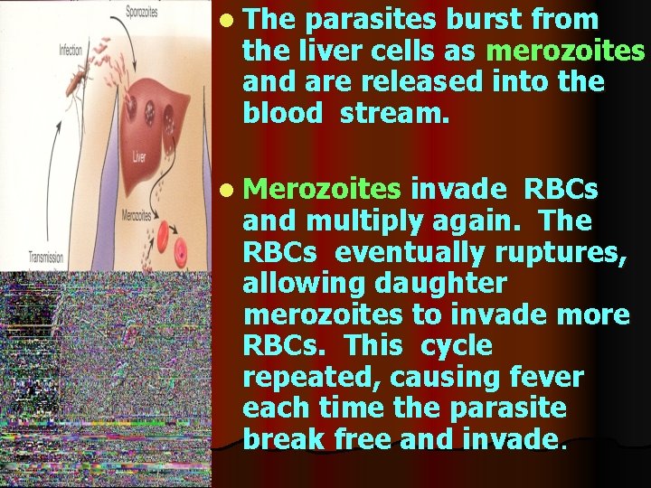 l The parasites burst from the liver cells as merozoites and are released into