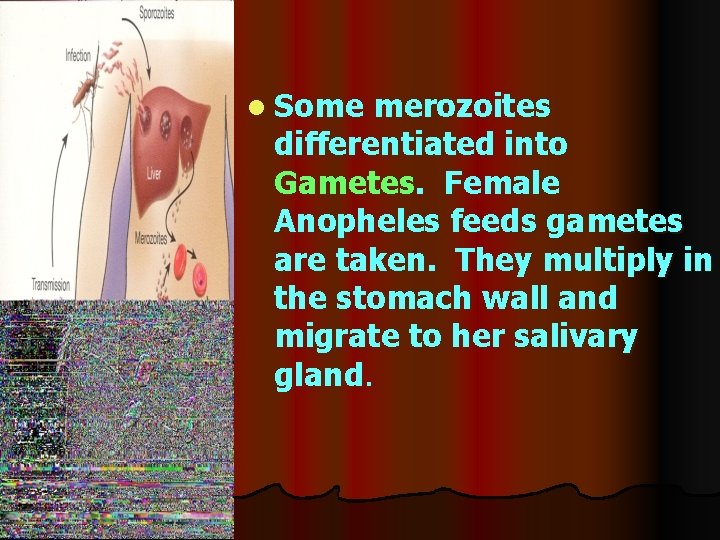 l Some merozoites differentiated into Gametes. Female Anopheles feeds gametes are taken. They multiply