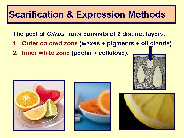 Scarification & Expression Methods The peel of Citrus fruits consists of 2 distinct layers: