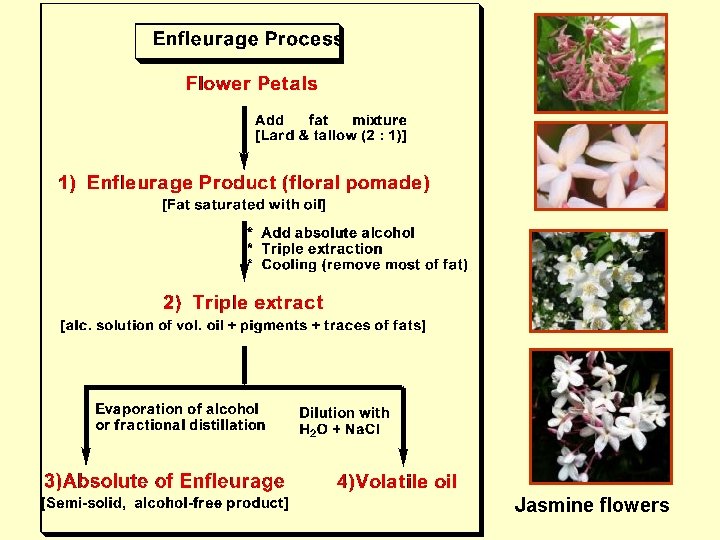 Jasmine flowers 