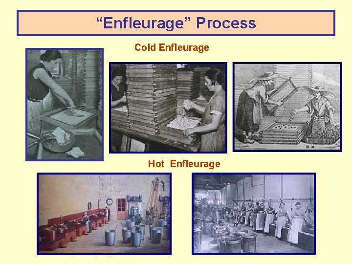 “Enfleurage” Process Cold Enfleurage Hot Enfleurage 