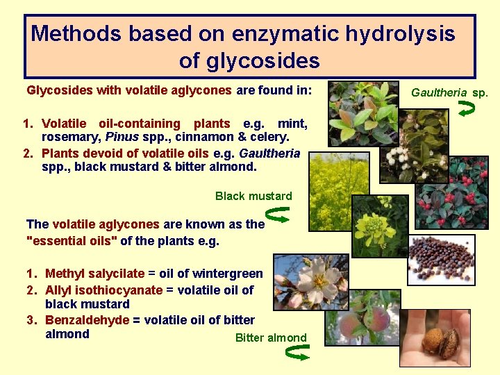 Methods based on enzymatic hydrolysis of glycosides Glycosides with volatile aglycones are found in: