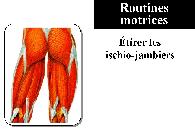 Routines motrices Étirer les ischio-jambiers 
