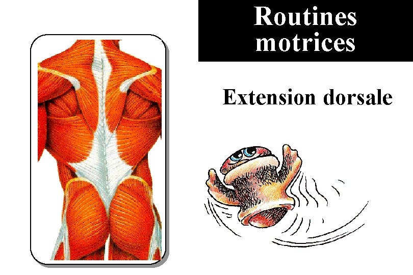 Routines motrices Extension dorsale 