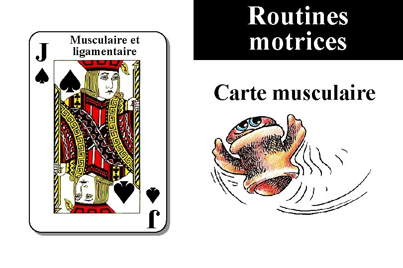 J Routines motrices Musculaire et ligamentaire Carte musculaire J 