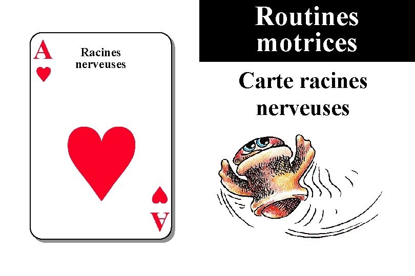  Racines nerveuses Carte racines nerveuses A A Routines motrices 