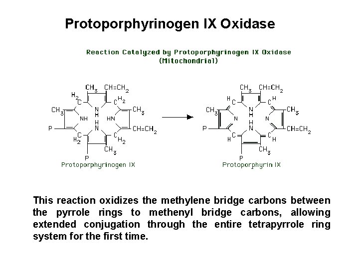 Protoporphyrinogen IX Oxidase This reaction oxidizes the methylene bridge carbons between the pyrrole rings
