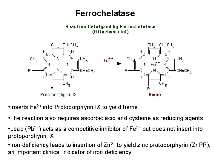 Ferrochelatase • Inserts Fe 2+ into Protoporphyrin IX to yield heme • The reaction