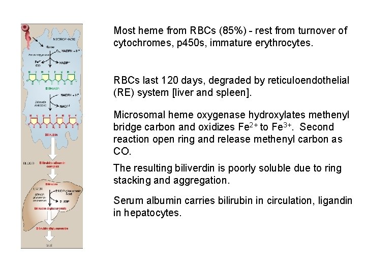 Most heme from RBCs (85%) - rest from turnover of cytochromes, p 450 s,