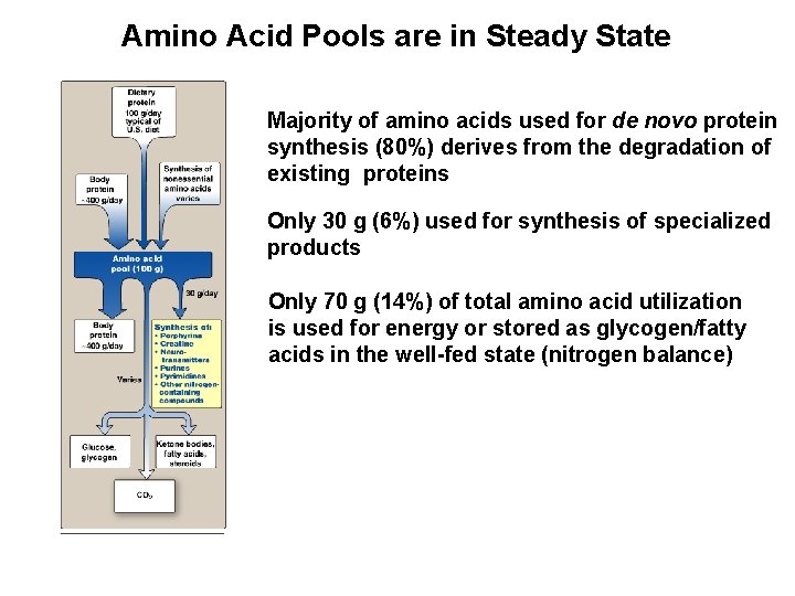Amino Acid Pools are in Steady State Majority of amino acids used for de