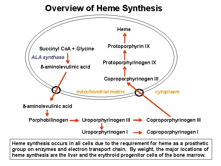 Overview of Heme Synthesis Heme Succinyl Co. A + Glycine ALA synthase -aminolevulinic acid
