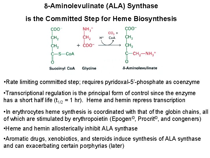 -Aminolevulinate (ALA) Synthase is the Committed Step for Heme Biosynthesis • Rate limiting
