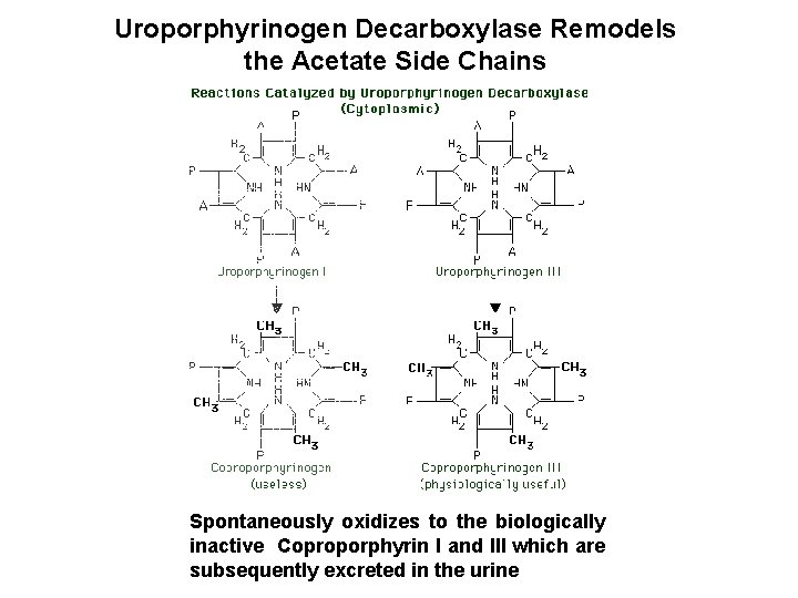 Uroporphyrinogen Decarboxylase Remodels the Acetate Side Chains Spontaneously oxidizes to the biologically inactive Coproporphyrin