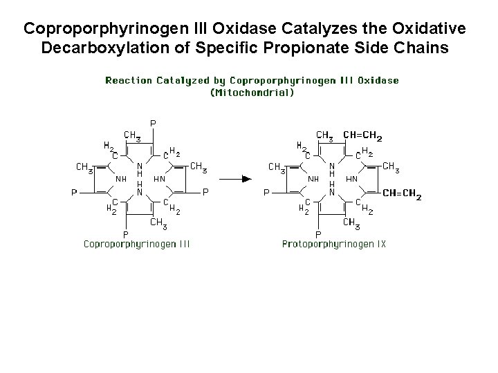 Coproporphyrinogen III Oxidase Catalyzes the Oxidative Decarboxylation of Specific Propionate Side Chains 