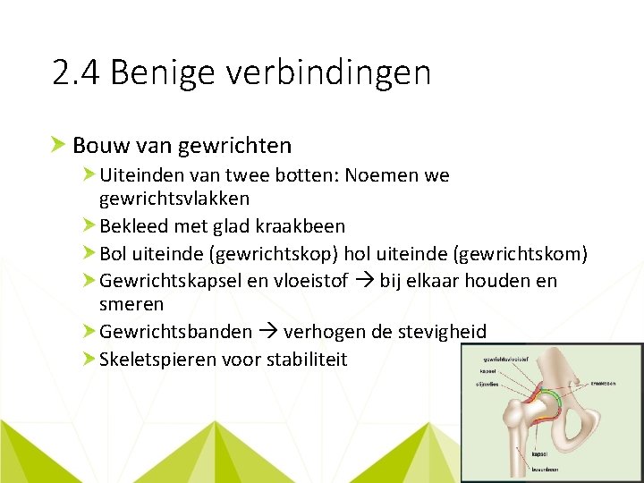 2. 4 Benige verbindingen Bouw van gewrichten Uiteinden van twee botten: Noemen we gewrichtsvlakken