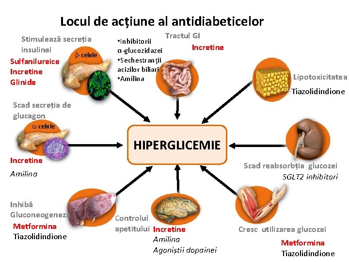 Locul de acțiune al antidiabeticelor Stimulează secreția insulinei b-celule Sulfanilureice Incretine Glinide • Inhibitorii