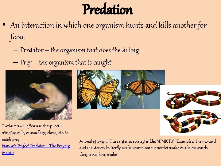 Predation • An interaction in which one organism hunts and kills another food. – Predation • An interaction in which one organism hunts and kills another food. –