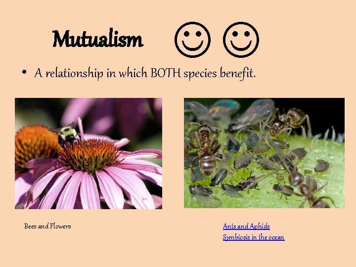 Mutualism • A relationship in which BOTH species benefit. Bees and Flowers Ants and Mutualism • A relationship in which BOTH species benefit. Bees and Flowers Ants and