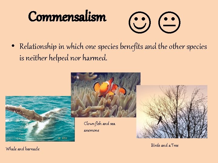 Commensalism • Relationship in which one species benefits and the other species is neither Commensalism • Relationship in which one species benefits and the other species is neither