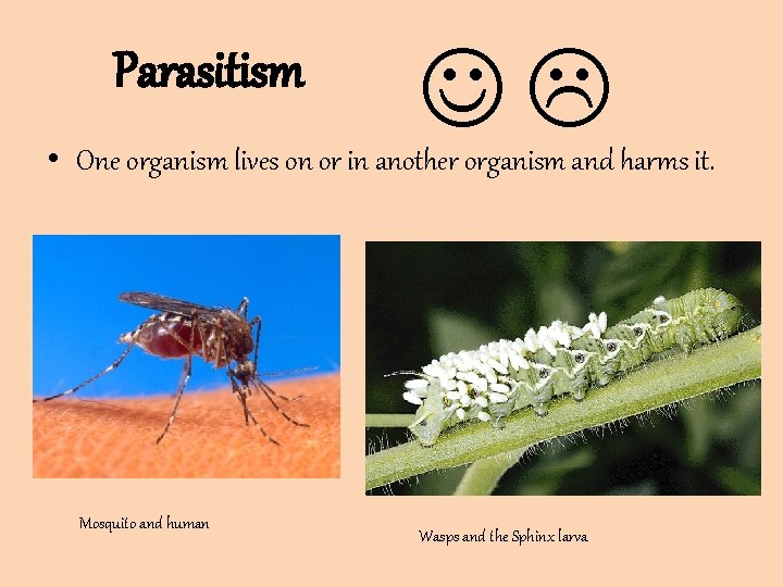 Parasitism • One organism lives on or in another organism and harms it. Mosquito Parasitism • One organism lives on or in another organism and harms it. Mosquito