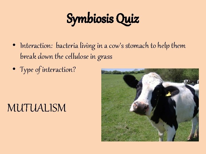 Symbiosis Quiz • Interaction: bacteria living in a cow’s stomach to help them break Symbiosis Quiz • Interaction: bacteria living in a cow’s stomach to help them break