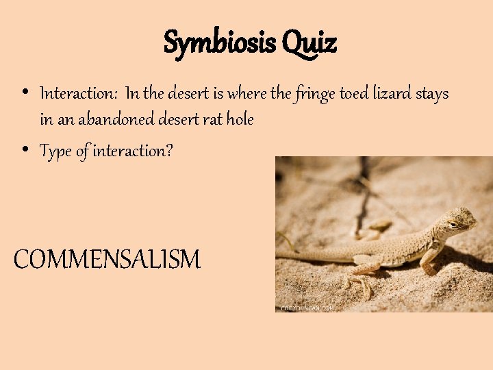 Symbiosis Quiz • Interaction: In the desert is where the fringe toed lizard stays Symbiosis Quiz • Interaction: In the desert is where the fringe toed lizard stays