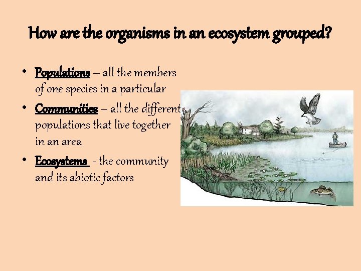 How are the organisms in an ecosystem grouped? • Populations – all the members How are the organisms in an ecosystem grouped? • Populations – all the members