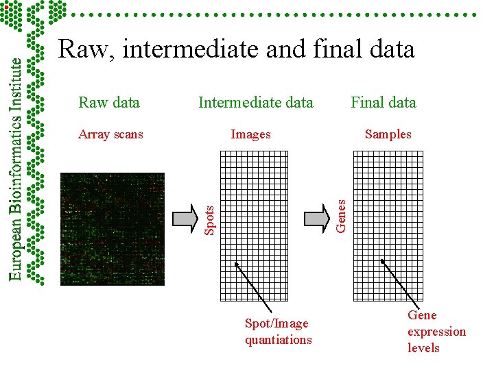 Raw, intermediate and final data Intermediate data Final data Images Spots Array scans Samples