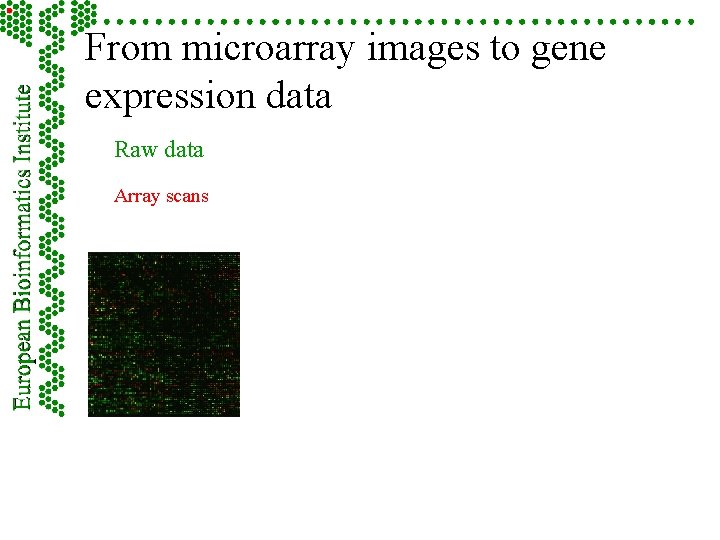 From microarray images to gene expression data Raw data Array scans 