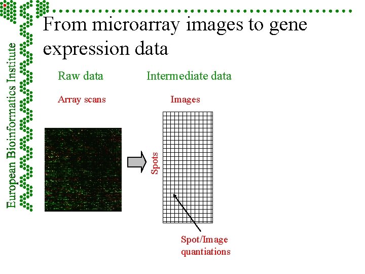 From microarray images to gene expression data Raw data Intermediate data Images Spots Array