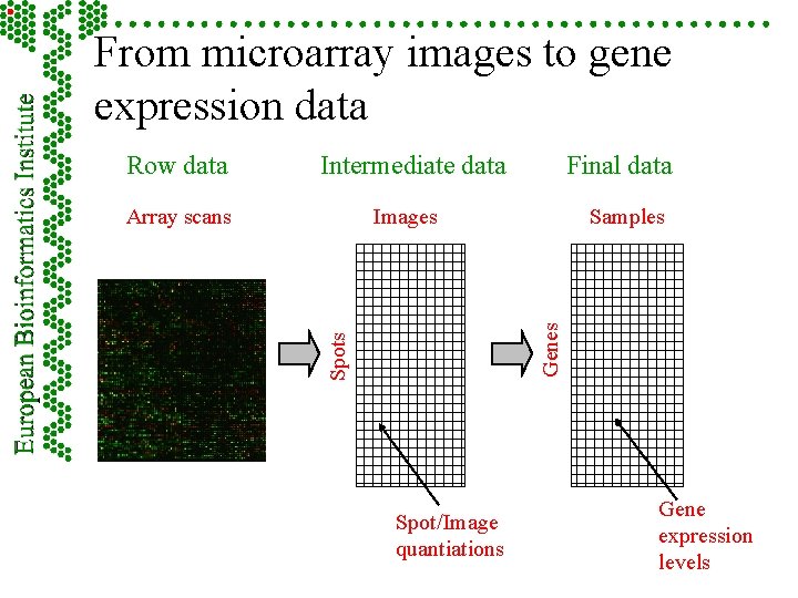 From microarray images to gene expression data Intermediate data Final data Images Spots Array