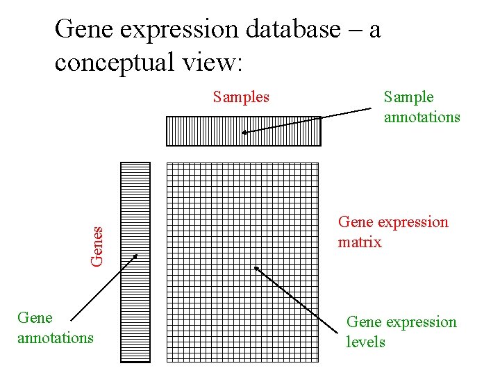 Gene expression database – a conceptual view: Genes Samples Gene annotations Sample annotations Gene