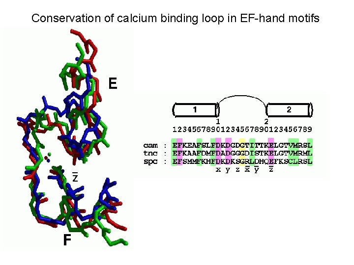  Conservation of calcium binding loop in EF-hand motifs 