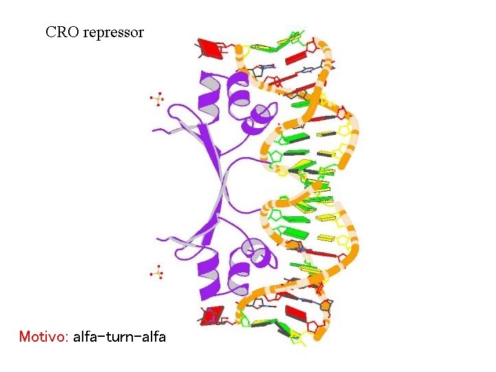 CRO repressor Motivo: alfa-turn-alfa 