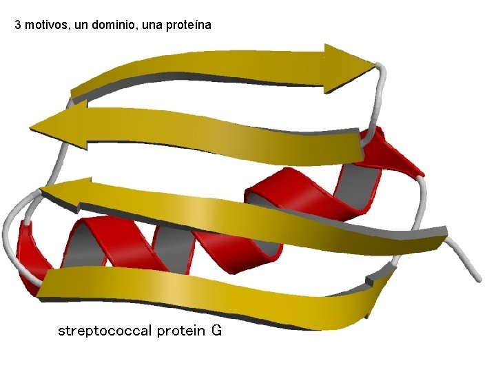 3 motivos, un dominio, una proteína streptococcal protein G 