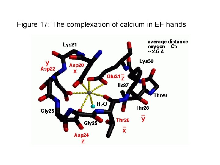 Figure 17: The complexation of calcium in EF hands 