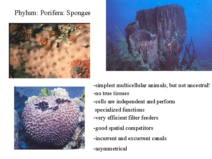 Phylum: Porifera: Sponges -simplest multicellular animals, but not ancestral! -no true tissues -cells are