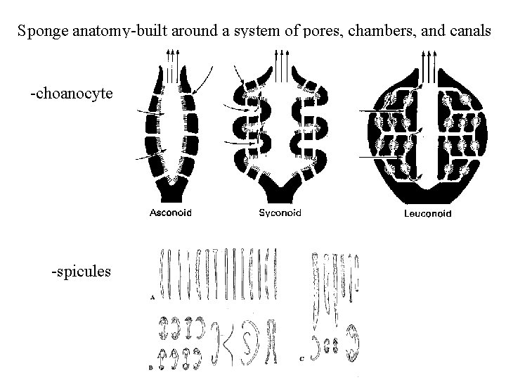 Sponge anatomy-built around a system of pores, chambers, and canals -choanocyte -spicules 