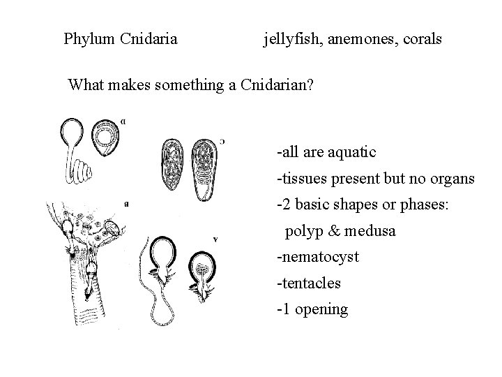 Phylum Cnidaria jellyfish, anemones, corals What makes something a Cnidarian? -all are aquatic -tissues