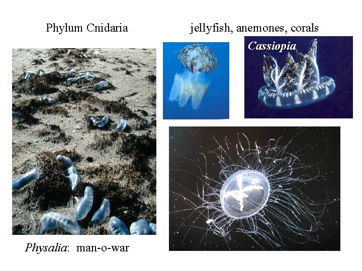 Phylum Cnidaria Physalia: man-o-war jellyfish, anemones, corals Cassiopia 