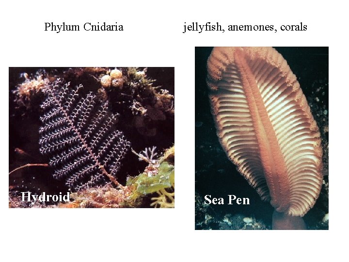 Phylum Cnidaria Hydroid jellyfish, anemones, corals Sea Pen 