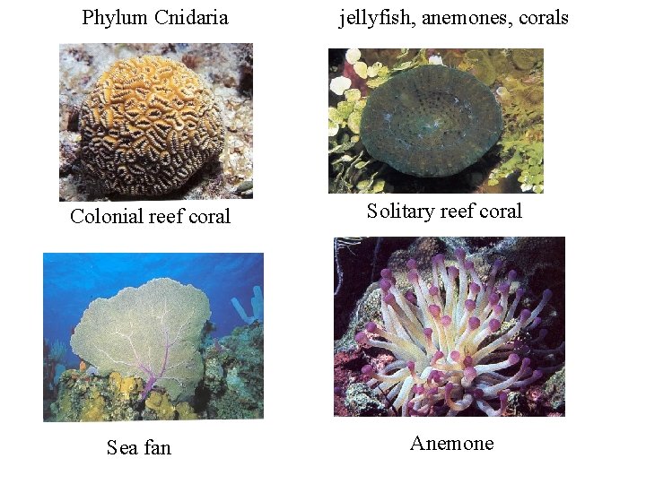 Phylum Cnidaria Colonial reef coral Sea fan jellyfish, anemones, corals Solitary reef coral Anemone