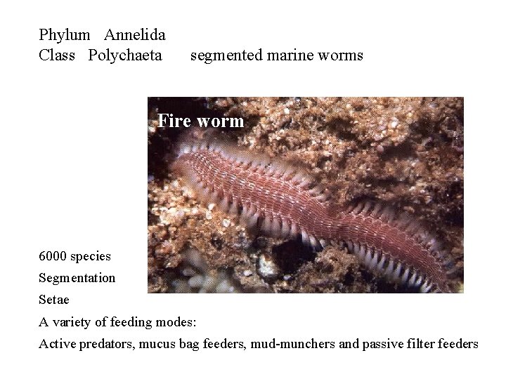 Phylum Annelida Class Polychaeta segmented marine worms Fire worm 6000 species Segmentation Setae A