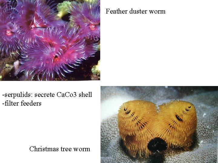 Feather duster worm -serpulids: secrete Ca. Co 3 shell -filter feeders Christmas tree worm